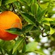 สารสกัดจากส้ม (Citrus Auratium) - รับผลิตอาหารเสริม