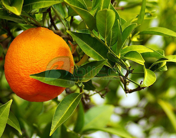 สารสกัดจากส้ม (Citrus Auratium) - รับผลิตอาหารเสริม