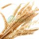 สารสกัดจมูกข้าว (Wheat protein extract) - รับผลิตอาหารเสริม