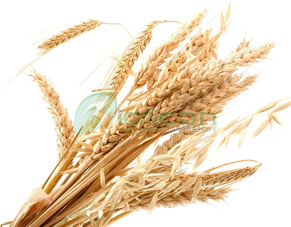 สารสกัดจมูกข้าว (Wheat protein extract) - รับผลิตอาหารเสริม