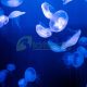 แมงกะพรุนพระจันทร์ - moon jellyfish