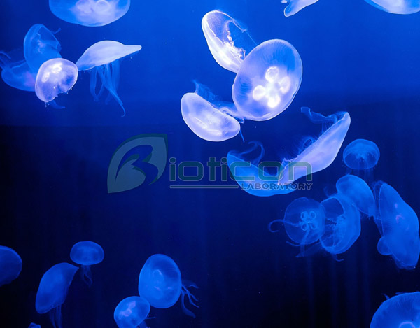 แมงกะพรุนพระจันทร์ - moon jellyfish